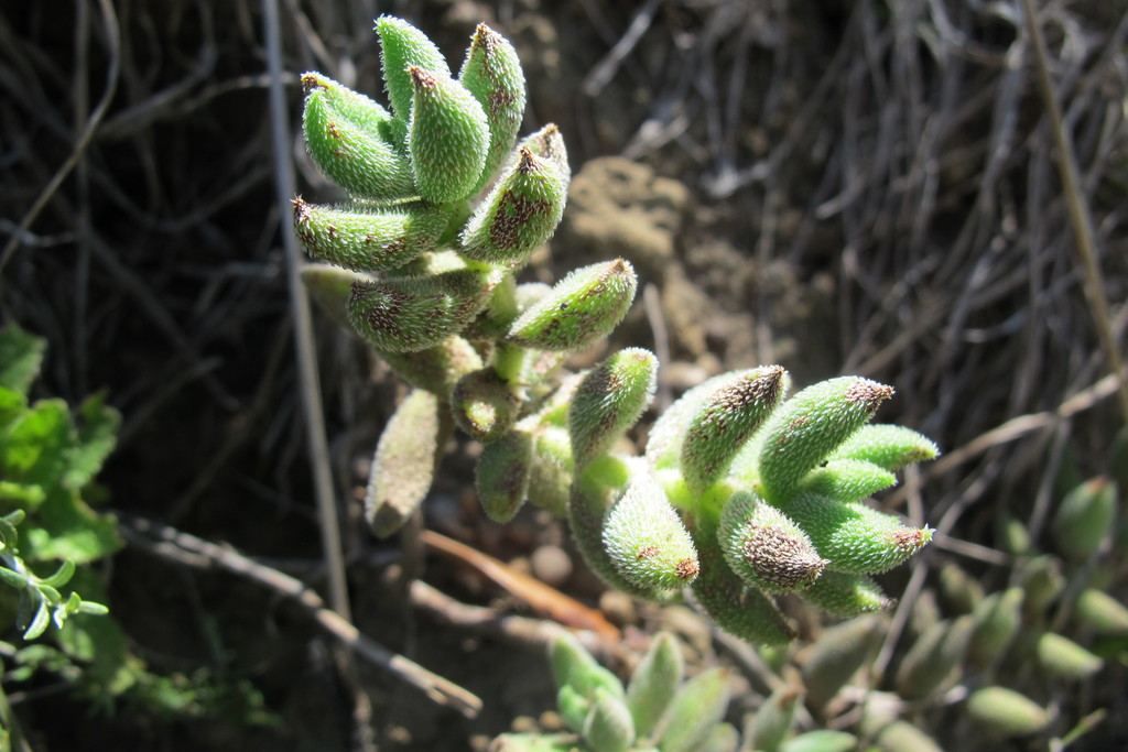 Sphaeritis trachysantha Eckl. & Zeyh.