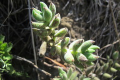 Crassula mesembryanthoides mesembryanthoides