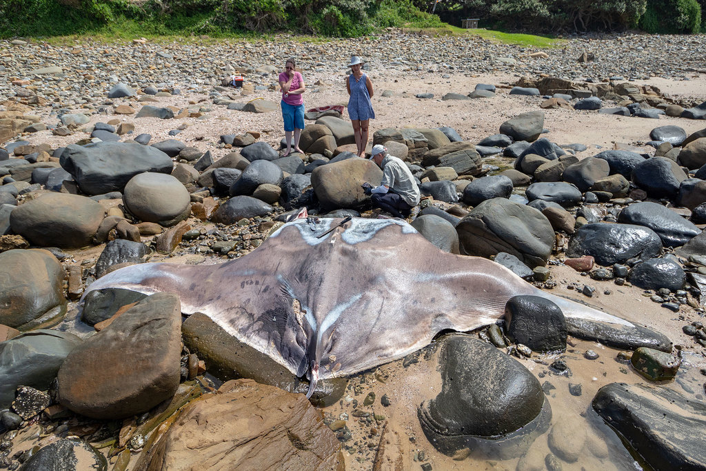 Foto de Manta gigante (Mobula birostris)