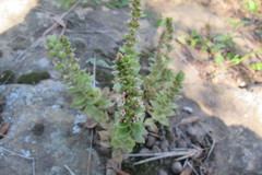 Crassula obovata