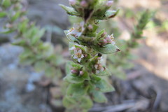 Crassula obovata