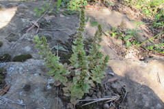 Crassula obovata