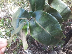Diospyros leucomelas