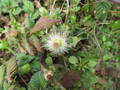 Rubus hirsutus