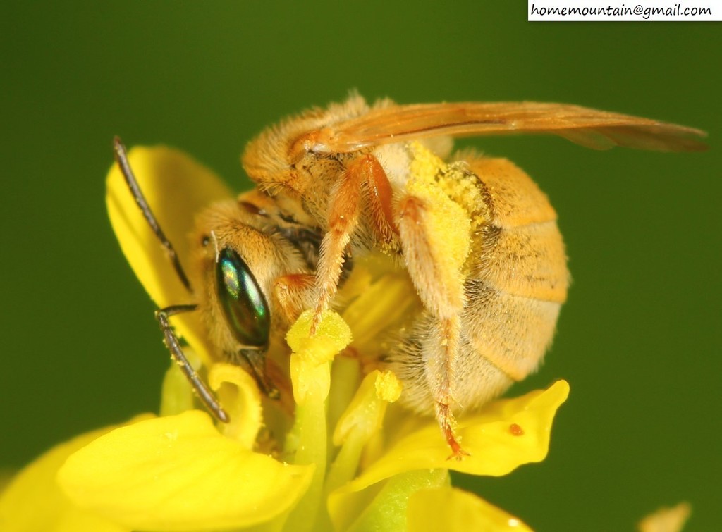 Beijing Vested-Furrow bee