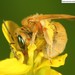 Halictus pseudovestitus - Photo (c) Homemountain/Shan Gui, algunos derechos reservados (CC BY-NC), subido por Homemountain/Shan Gui