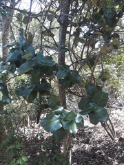 Diospyros leucomelas