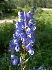Aconitum nasutum
