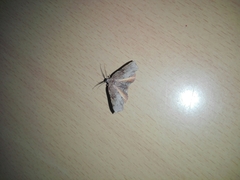 Achrosis rondelaria