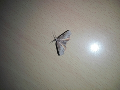Achrosis rondelaria