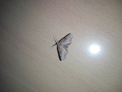 Achrosis rondelaria