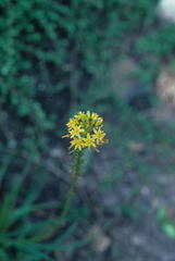 Bulbine alooides