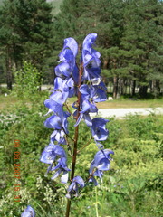 Aconitum nasutum