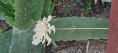 Lomelosia palaestina