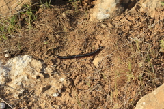 Archispirostreptus syriacus