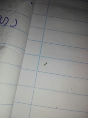 Trichomyrmex destructor
