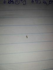 Trichomyrmex destructor