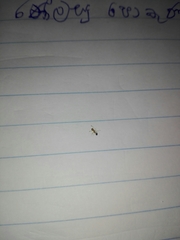 Trichomyrmex destructor