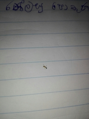 Trichomyrmex destructor