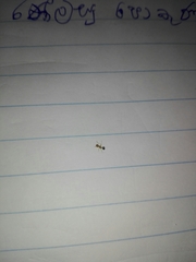 Trichomyrmex destructor