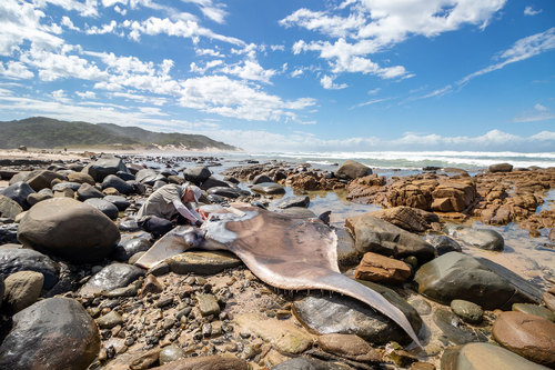 Foto de Manta gigante (Mobula birostris)