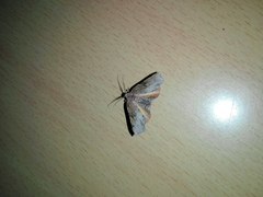 Achrosis rondelaria