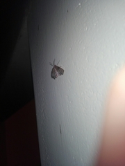 Achrosis rondelaria