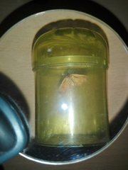 Achrosis rondelaria