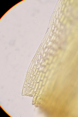 Flexitrichum gracile