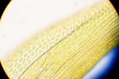 Flexitrichum gracile