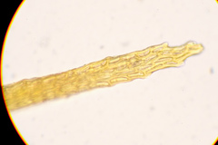 Flexitrichum gracile