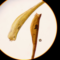 Flexitrichum gracile