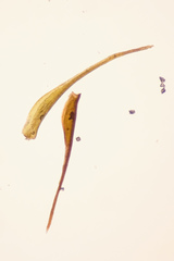 Flexitrichum gracile