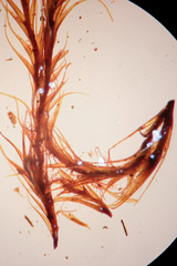 Flexitrichum gracile