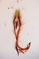 Flexitrichum gracile