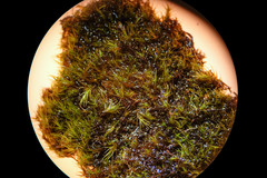 Flexitrichum gracile