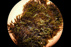 Flexitrichum gracile