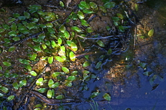 Potamogeton suboblongus