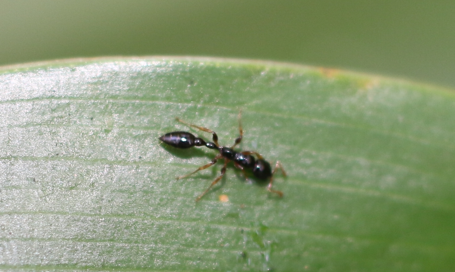 Tetraponera