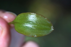 Potamogeton suboblongus