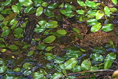 Potamogeton suboblongus