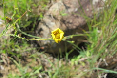 Osteospermum imbricatum