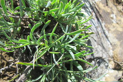 Osteospermum imbricatum