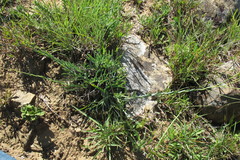 Osteospermum imbricatum
