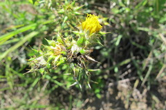 Berkheya heterophylla radiata