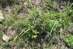 Berkheya heterophylla radiata