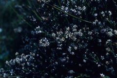 Erica ericoides