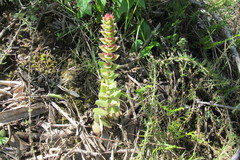 Crassula obovata