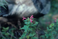 Stachys thunbergii