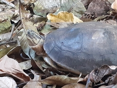 Cuora amboinensis kamaroma